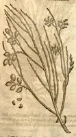 An illustration from The herball, or, Generall historie of plantes /gathered by John Gerarde of London master in chirurgerie ; very much enlarged and amended by Thomas Johnson citizen and apothecarye of London. (1636)