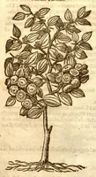 Picture 31 of 32 from The herball, or, Generall historie of plantes /gathered by John Gerarde of London master in chirurgerie ; very much enlarged and amended by Thomas Johnson citizen and apothecarye of London. (1636), leaf 1300