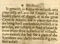 An illustration from The herball, or, Generall historie of plantes /gathered by John Gerarde of London master in chirurgerie ; very much enlarged and amended by Thomas Johnson citizen and apothecarye of London. (1636)