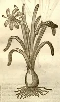 An illustration from The herball, or, Generall historie of plantes /gathered by John Gerarde of London master in chirurgerie ; very much enlarged and amended by Thomas Johnson citizen and apothecarye of London. (1636)