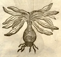 An illustration from The herball, or, Generall historie of plantes /gathered by John Gerarde of London master in chirurgerie ; very much enlarged and amended by Thomas Johnson citizen and apothecarye of London. (1636)