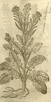 An illustration from The herball, or, Generall historie of plantes /gathered by John Gerarde of London master in chirurgerie ; very much enlarged and amended by Thomas Johnson citizen and apothecarye of London. (1636)