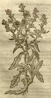 An illustration from The herball, or, Generall historie of plantes /gathered by John Gerarde of London master in chirurgerie ; very much enlarged and amended by Thomas Johnson citizen and apothecarye of London. (1636)