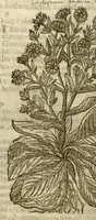 An illustration from The herball, or, Generall historie of plantes /gathered by John Gerarde of London master in chirurgerie ; very much enlarged and amended by Thomas Johnson citizen and apothecarye of London. (1636)