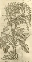 An illustration from The herball, or, Generall historie of plantes /gathered by John Gerarde of London master in chirurgerie ; very much enlarged and amended by Thomas Johnson citizen and apothecarye of London. (1636)