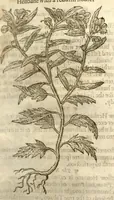 Picture 13 of 32 from The herball, or, Generall historie of plantes /gathered by John Gerarde of London master in chirurgerie ; very much enlarged and amended by Thomas Johnson citizen and apothecarye of London. (1636), leaf 393
