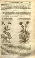 An illustration from The herball, or, Generall historie of plantes /gathered by John Gerarde of London master in chirurgerie ; very much enlarged and amended by Thomas Johnson citizen and apothecarye of London. (1636)