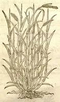 An illustration from The herball, or, Generall historie of plantes /gathered by John Gerarde of London master in chirurgerie ; very much enlarged and amended by Thomas Johnson citizen and apothecarye of London. (1636)