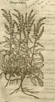 Picture 15 of 32 from The herball, or, Generall historie of plantes /gathered by John Gerarde of London master in chirurgerie ; very much enlarged and amended by Thomas Johnson citizen and apothecarye of London. (1636), leaf 435