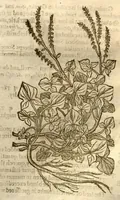 An illustration from The herball, or, Generall historie of plantes /gathered by John Gerarde of London master in chirurgerie ; very much enlarged and amended by Thomas Johnson citizen and apothecarye of London. (1636)
