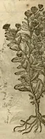An illustration from The herball, or, Generall historie of plantes /gathered by John Gerarde of London master in chirurgerie ; very much enlarged and amended by Thomas Johnson citizen and apothecarye of London. (1636)