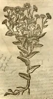 An illustration from The herball, or, Generall historie of plantes /gathered by John Gerarde of London master in chirurgerie ; very much enlarged and amended by Thomas Johnson citizen and apothecarye of London. (1636)