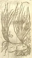 An illustration from The herball, or, Generall historie of plantes /gathered by John Gerarde of London master in chirurgerie ; very much enlarged and amended by Thomas Johnson citizen and apothecarye of London. (1636)