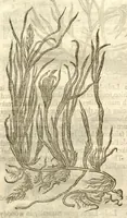 An illustration from The herball, or, Generall historie of plantes /gathered by John Gerarde of London master in chirurgerie ; very much enlarged and amended by Thomas Johnson citizen and apothecarye of London. (1636)