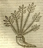 An illustration from The herball, or, Generall historie of plantes /gathered by John Gerarde of London master in chirurgerie ; very much enlarged and amended by Thomas Johnson citizen and apothecarye of London. (1636)