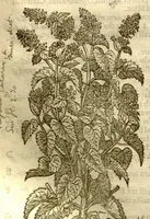 An illustration from The herball, or, Generall historie of plantes /gathered by John Gerarde of London master in chirurgerie ; very much enlarged and amended by Thomas Johnson citizen and apothecarye of London. (1636)