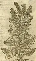 An illustration from The herball, or, Generall historie of plantes /gathered by John Gerarde of London master in chirurgerie ; very much enlarged and amended by Thomas Johnson citizen and apothecarye of London. (1636)