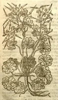 An illustration from The herball, or, Generall historie of plantes /gathered by John Gerarde of London master in chirurgerie ; very much enlarged and amended by Thomas Johnson citizen and apothecarye of London. (1636)