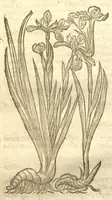 An illustration from The herball, or, Generall historie of plantes /gathered by John Gerarde of London master in chirurgerie ; very much enlarged and amended by Thomas Johnson citizen and apothecarye of London. (1636)
