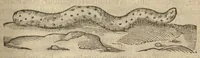 Picture 1 of 5 from Iacobi Grevini Claromontani Bellovaci Parisiensis medici ... De venenis libri duo. ?Gallice primum ab eo scripti, et a? multis hactenus Latini desiderati, /& nunc tandem opera & labore Hieremiae Martij ... in Latinum sermonem ... conuersi. Quibus adiunctus est praeterea? eiusdem auctoris de Antimonio tractatus, eodem interprete, vna? cum rerum memorabilium, praecipue? ad operis calcem, Indice. (1571), leaf 103