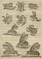 An illustration from Iacobi Grevini Claromontani Bellovaci Parisiensis medici ... De venenis libri duo. ?Gallice primum ab eo scripti, et a? multis hactenus Latini desiderati, /& nunc tandem opera & labore Hieremiae Martij ... in Latinum sermonem ... conuersi. Quibus adiunctus est praeterea? eiusdem auctoris de Antimonio tractatus, eodem interprete, vna? cum rerum memorabilium, praecipue? ad operis calcem, Indice. (1571)
