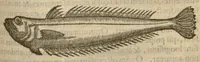 Picture 3 of 5 from Iacobi Grevini Claromontani Bellovaci Parisiensis medici ... De venenis libri duo. ?Gallice primum ab eo scripti, et a? multis hactenus Latini desiderati, /& nunc tandem opera & labore Hieremiae Martij ... in Latinum sermonem ... conuersi. Quibus adiunctus est praeterea? eiusdem auctoris de Antimonio tractatus, eodem interprete, vna? cum rerum memorabilium, praecipue? ad operis calcem, Indice. (1571), leaf 147