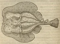 An illustration from Iacobi Grevini Claromontani Bellovaci Parisiensis medici ... De venenis libri duo. ?Gallice primum ab eo scripti, et a? multis hactenus Latini desiderati, /& nunc tandem opera & labore Hieremiae Martij ... in Latinum sermonem ... conuersi. Quibus adiunctus est praeterea? eiusdem auctoris de Antimonio tractatus, eodem interprete, vna? cum rerum memorabilium, praecipue? ad operis calcem, Indice. (1571)