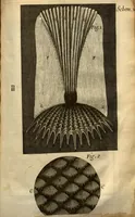 An illustration from Micrographia, or, Some physiological descriptions of minute bodies made by magnifying glasses ?with observations and inquiries thereupon /by R. Hooke ... (1665)