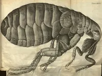 An illustration from Micrographia, or, Some physiological descriptions of minute bodies made by magnifying glasses ?with observations and inquiries thereupon /by R. Hooke ... (1665)
