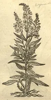 An illustration from Remberti Dodonaei ... Stirpium historiae pemptades sex, sive libri XXX. Varie ab auctore, paullo ante mortem, aucti & emendati. (1616)
