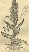 An illustration from Remberti Dodonaei ... Stirpium historiae pemptades sex, sive libri XXX. Varie ab auctore, paullo ante mortem, aucti & emendati. (1616)