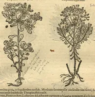 An illustration from Remberti Dodonaei ... Stirpium historiae pemptades sex, sive libri XXX. Varie ab auctore, paullo ante mortem, aucti & emendati. (1616)