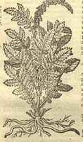 An illustration from Remberti Dodonaei ... Stirpium historiae pemptades sex, sive libri XXX. Varie ab auctore, paullo ante mortem, aucti & emendati. (1616)