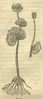 Picture 13 of 50 from Remberti Dodonaei ... Stirpium historiae pemptades sex, sive libri XXX. Varie ab auctore, paullo ante mortem, aucti & emendati. (1616), leaf 459