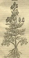 Picture 14 of 50 from Remberti Dodonaei ... Stirpium historiae pemptades sex, sive libri XXX. Varie ab auctore, paullo ante mortem, aucti & emendati. (1616), leaf 459