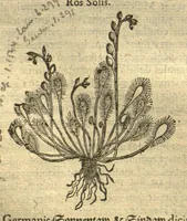 An illustration from Remberti Dodonaei ... Stirpium historiae pemptades sex, sive libri XXX. Varie ab auctore, paullo ante mortem, aucti & emendati. (1616)