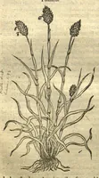 An illustration from Remberti Dodonaei ... Stirpium historiae pemptades sex, sive libri XXX. Varie ab auctore, paullo ante mortem, aucti & emendati. (1616)