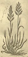 An illustration from Remberti Dodonaei ... Stirpium historiae pemptades sex, sive libri XXX. Varie ab auctore, paullo ante mortem, aucti & emendati. (1616)