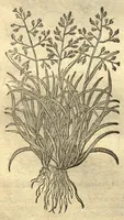 Picture 20 of 50 from Remberti Dodonaei ... Stirpium historiae pemptades sex, sive libri XXX. Varie ab auctore, paullo ante mortem, aucti & emendati. (1616), leaf 576
