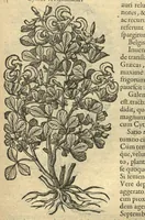 Picture 21 of 50 from Remberti Dodonaei ... Stirpium historiae pemptades sex, sive libri XXX. Varie ab auctore, paullo ante mortem, aucti & emendati. (1616), leaf 585