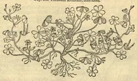 Picture 22 of 50 from Remberti Dodonaei ... Stirpium historiae pemptades sex, sive libri XXX. Varie ab auctore, paullo ante mortem, aucti & emendati. (1616), leaf 595