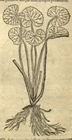 Picture 23 of 50 from Remberti Dodonaei ... Stirpium historiae pemptades sex, sive libri XXX. Varie ab auctore, paullo ante mortem, aucti & emendati. (1616), leaf 614
