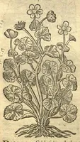 An illustration from Remberti Dodonaei ... Stirpium historiae pemptades sex, sive libri XXX. Varie ab auctore, paullo ante mortem, aucti & emendati. (1616)