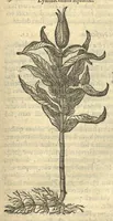 An illustration from Remberti Dodonaei ... Stirpium historiae pemptades sex, sive libri XXX. Varie ab auctore, paullo ante mortem, aucti & emendati. (1616)