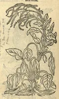 An illustration from Remberti Dodonaei ... Stirpium historiae pemptades sex, sive libri XXX. Varie ab auctore, paullo ante mortem, aucti & emendati. (1616)