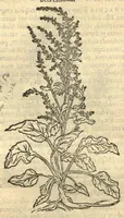 Picture 27 of 50 from Remberti Dodonaei ... Stirpium historiae pemptades sex, sive libri XXX. Varie ab auctore, paullo ante mortem, aucti & emendati. (1616), leaf 636