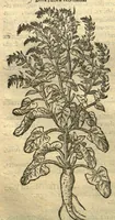 Picture 28 of 50 from Remberti Dodonaei ... Stirpium historiae pemptades sex, sive libri XXX. Varie ab auctore, paullo ante mortem, aucti & emendati. (1616), leaf 636