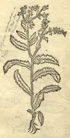 Picture 29 of 50 from Remberti Dodonaei ... Stirpium historiae pemptades sex, sive libri XXX. Varie ab auctore, paullo ante mortem, aucti & emendati. (1616), leaf 644