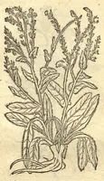 Picture 30 of 50 from Remberti Dodonaei ... Stirpium historiae pemptades sex, sive libri XXX. Varie ab auctore, paullo ante mortem, aucti & emendati. (1616), leaf 644