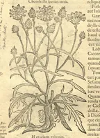 An illustration from Remberti Dodonaei ... Stirpium historiae pemptades sex, sive libri XXX. Varie ab auctore, paullo ante mortem, aucti & emendati. (1616)